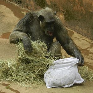 Serafim, the chimpanzee - Belo Horizonte zoo