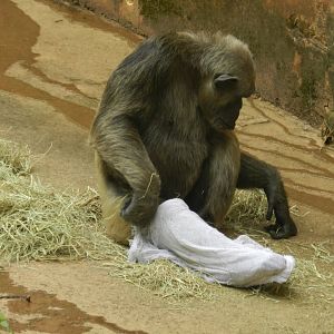 Serafim, the chimpanzee - Belo Horizonte zoo