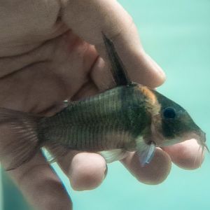 Sword Cory, CW045 (Hoplisoma colossus)