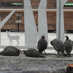 Helmeted Guineafowl (Numida meleagris)