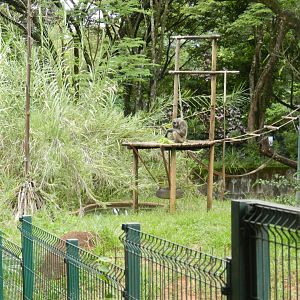 Chimpanzee exhibit - Belo Horizonte zoo
