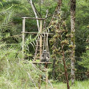 Chimpanzee exhibit - Belo Horizonte zoo