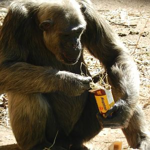 Serafim, the chimpanzee - Belo Horizonte zoo