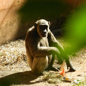 Serafim, the chimpanzee - Belo Horizonte zoo