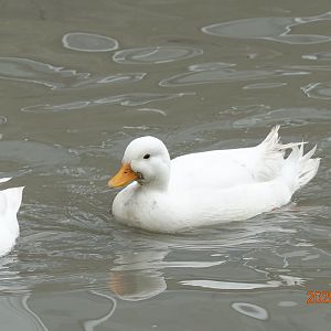 Call Duck (Anas platyrhynchos f. domestica)