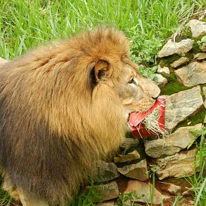 Lolek and enrichment - Belo Horizonte zoo