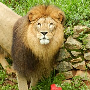 Lolek - Belo Horizonte zoo
