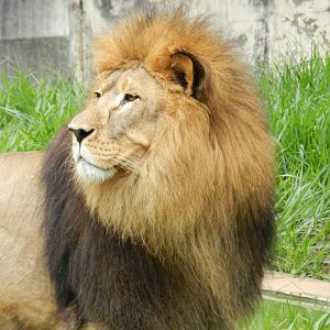 Lolek - Belo Horizonte zoo