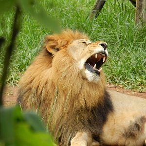 Lolek - Belo Horizonte zoo