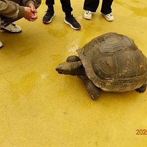 Aldabra Giant Tortoise (Aldabrachelys gigantea)
