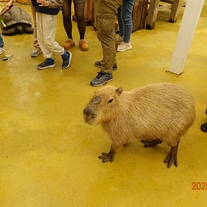 Capybara (Hydrochoerus hydrochaeris)
