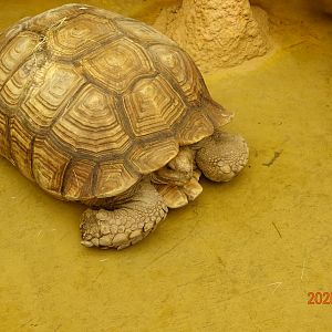 Afrivan Spurred Tortoise (Centrochelys sulcata)