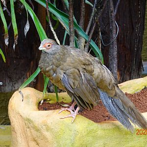 Silver Pheasant (Lophura nycthemera)