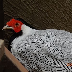 Silver Pheasant (Lophura nycthemera)