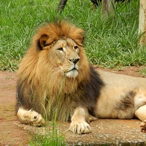 Lolek - Belo Horizonte zoo