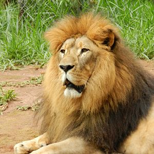 Lolek - Belo Horizonte zoo