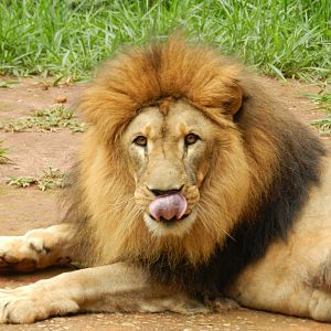 Lolek - Belo Horizonte zoo