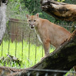Puma - Belo Horizonte zoo