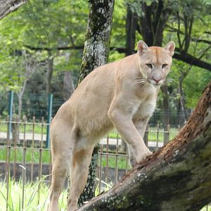 Puma - Belo Horizonte zoo