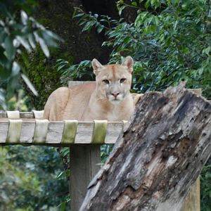 Puma - Belo Horizonte zoo