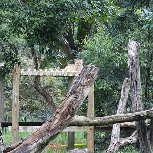 Puma - Belo Horizonte zoo