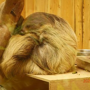 Linnaeus's Two-toed Sloth (Choloepus didactylus)