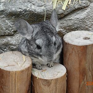 Chilean Chinchilla (Chinchilla lanigera)