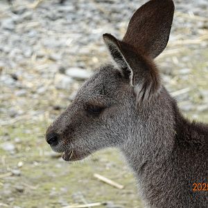 Eastern Grey Kangaroo (Macropus giganteus)