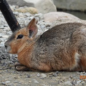 Patagonian Mara (Dolichotis patagonum)