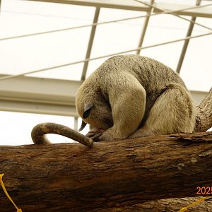 Southern Tamandua (Tamandua tetradactyla)