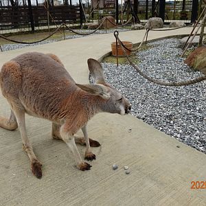 Red Kangaroo (Osphranter rufus)