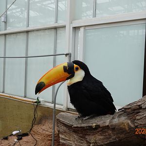 Toco Toucan (Ramphastos toco)