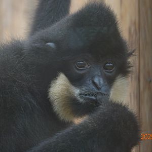 Yellow-cheeked Gibbon (Nomascus gabriellae)