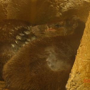 Lowland Paca (Cuniculus paca)