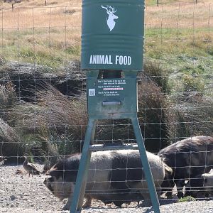 Food dispenser, Deer Park Heights (Queenstown)