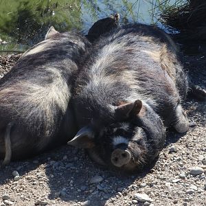 Kunekune (Sus scrofa domesticus), Deer Park Heights (Queenstown)
