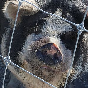 Kunekune (Sus scrofa domesticus), Deer Park Heights (Queenstown)