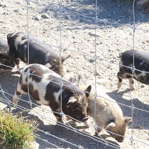 Kunekune (Sus scrofa domesticus) piglets, Deer Park Heights (Queenstown)
