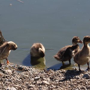 Mallard (Anas platyrhynchos) ducklings (wild) in Kunekune enclosure, Deer Park Heights (Queenstown)