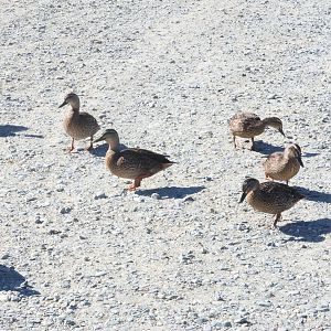 Mallard (Anas platyrhynchos) (wild) near Kunekune enclosure, Deer Park Heights (Queenstown)