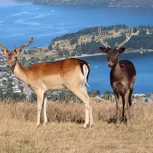 European Fallow Deer (Dama dama), Deer Park Heights (Queenstown)