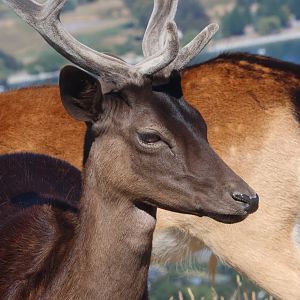 European Fallow Deer (Dama dama), Deer Park Heights (Queenstown)