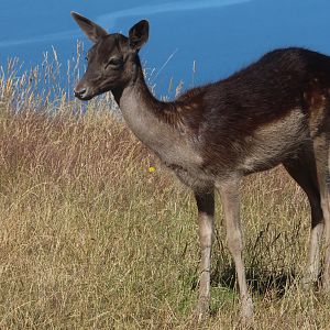 European Fallow Deer (Dama dama) fawn, Deer Park Heights (Queenstown)