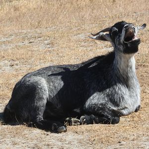 Domestic Goat (Capra aegagrus hircus), Deer Park Heights (Queenstown)
