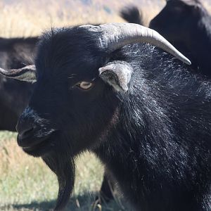 Domestic Goat (Capra aegagrus hircus), Deer Park Heights (Queenstown)