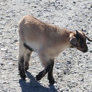 Domestic Goat (Capra aegagrus hircus) kid, Deer Park Heights (Queenstown)