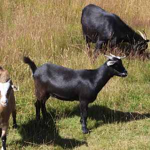 Domestic Goat (Capra aegagrus hircus) flock, Deer Park Heights (Queenstown)