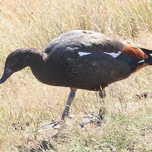 Paradise Shelduck (Tadorna variegata) juvenile (wild), Deer Park Heights (Queenstown)