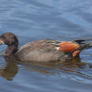 Paradise Shelduck (Tadorna variegata) juvenile (wild), Deer Park Heights (Queenstown)