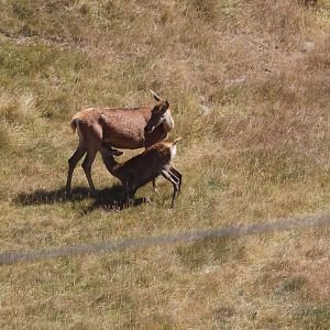 Red Deer (Cervus elaphus) female with fawn, Deer Park Heights (Queenstown)